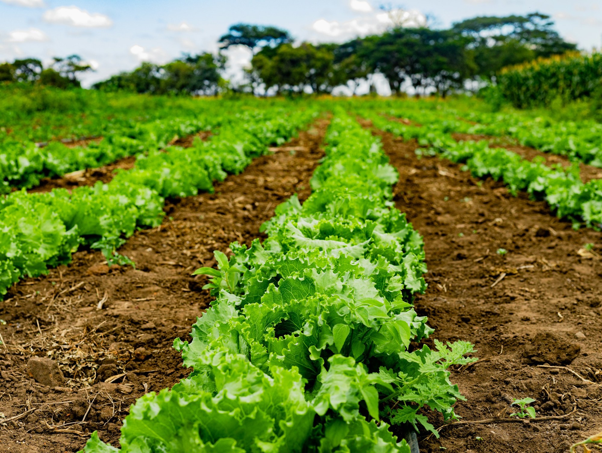 Rows of lettuce growing in a farm field